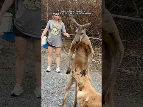 el hombre vs canguro quedó claro🥴