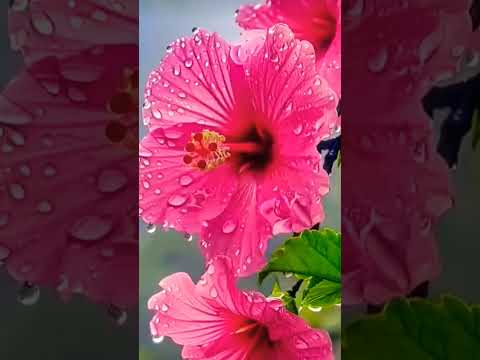 Bag mein Gul ka khilna jaruri hai#sorthvideo #nature #swarit Raman