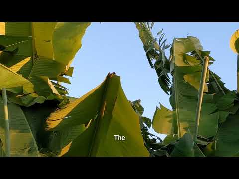 Preserve banana leaves for winter #lintv h