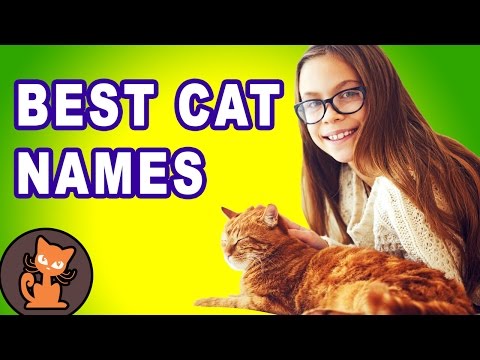 12 Ways to Pick the Perfect Cat Name - Best cat name list