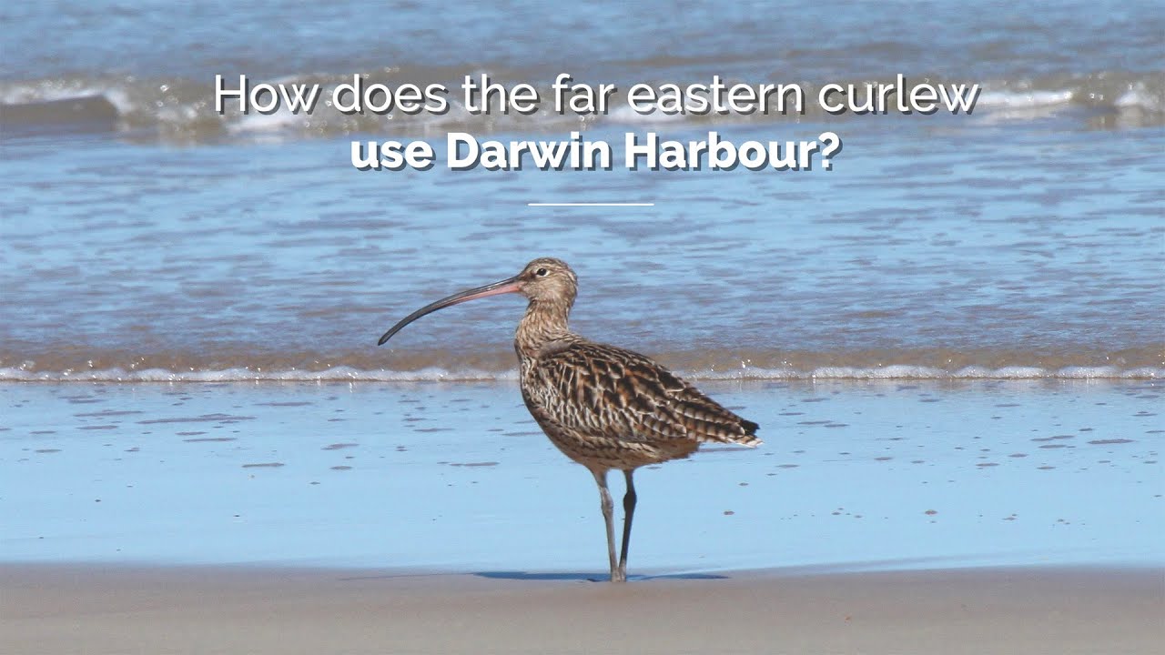 How does the far eastern curlew use Darwin Harbour?