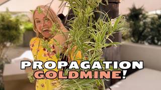 3 SUPER EASY Ways to Propagate a Spider Plant