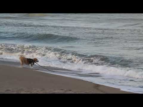 Ian Ritchie Stewart with Lyla Belle on beach October 15, 2023