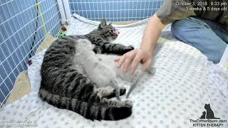 Fantastical Kittens - Evening 2018-10-03