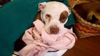 pitbull que protege a casa, s que no...