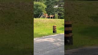 wally walks and the doe and two fawns #deer #babyanimals