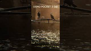 Watching fish in a lake through binoculars#dji#osmopocket3 #fish #water #waves #binoculars