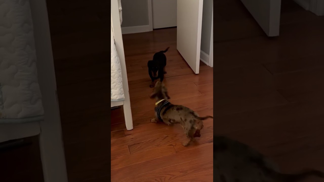 Daisy May in TN, a Adoptable Dachshund in Shelbyville, TN video 5/5