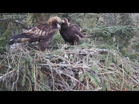Stelian Bodnari. An active morning in Caliman and Lucina's nest.🦅 🦅🌲24.02.2023