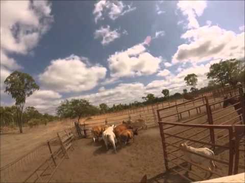 HorsebackAlleySorting