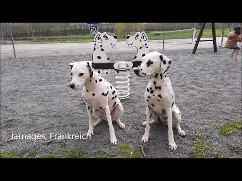 Dalmatiner unterwegs 3