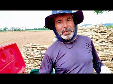 Plantação de Mandioca em Bom Jardim De Goiás 