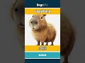 capybara - 水豚 video thumbnail