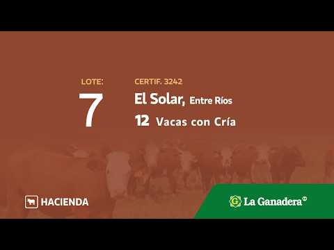Lote Vacas con cría El Solar