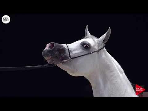 N.131 CAP BYANCO - Paris 2018 - Senior Stallions (Class CM 6A)