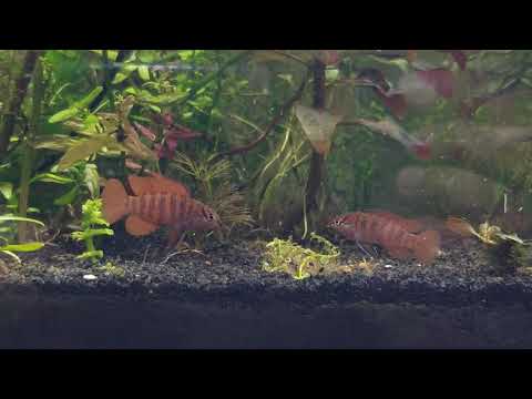 Fight between hybrid badis