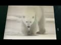 Sesame Street Animal Films I M A Polar Bear Song