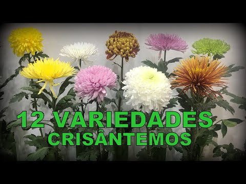 12 VARIEDADES DE CRISÂNTEMO