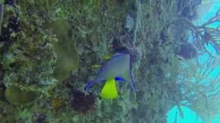 preview picture of video 'SCUBA diving, Roatan, Honduras, CoCo View Resort - Angelfish'
