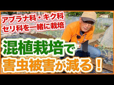 堆肥に赤い虫がいるのは正常ですか?なぜ彼らはタンクから離れるのでしょうか？  庭園