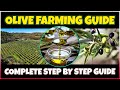 Olive Farming and Olive Oil Production | Comprehensive Olive Cultivation Guide