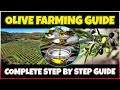 Olive Farming And Olive Oil Production Comprehensive Olive Cultivation Guide