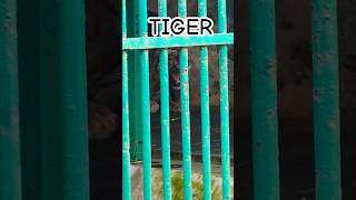 Download lagu TIGER🐅 thiruvananthapuram zoo animals video part 7 (ASHIK's FAMILY) #shorts mp3 Download lagu TIGER🐅 thiruvananthapuram zoo animals video part 7 (ASHIK's FAMILY) #shorts mp3