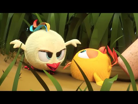 Chicky into the wild | Where's Chicky? | Cartoon Collection in English for Kids | New episodes