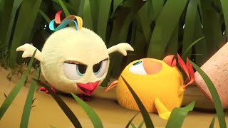 Chicky into the wild | Where's Chicky? | Cartoon Collection in English for Kids | New episodes