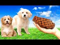 I Rescued HOMELESS PUPPIES In Animal Shelter Simulator