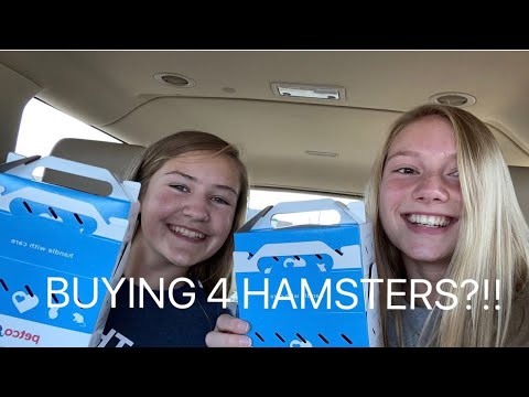 vlog: buying 4 hamsters?!