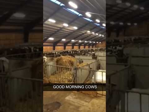 The animals thought they were free…until the farmer called them back#farm #animalfunny #farmanimals