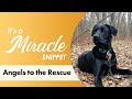 Angels to the Rescue - It's a Miracle Snippet