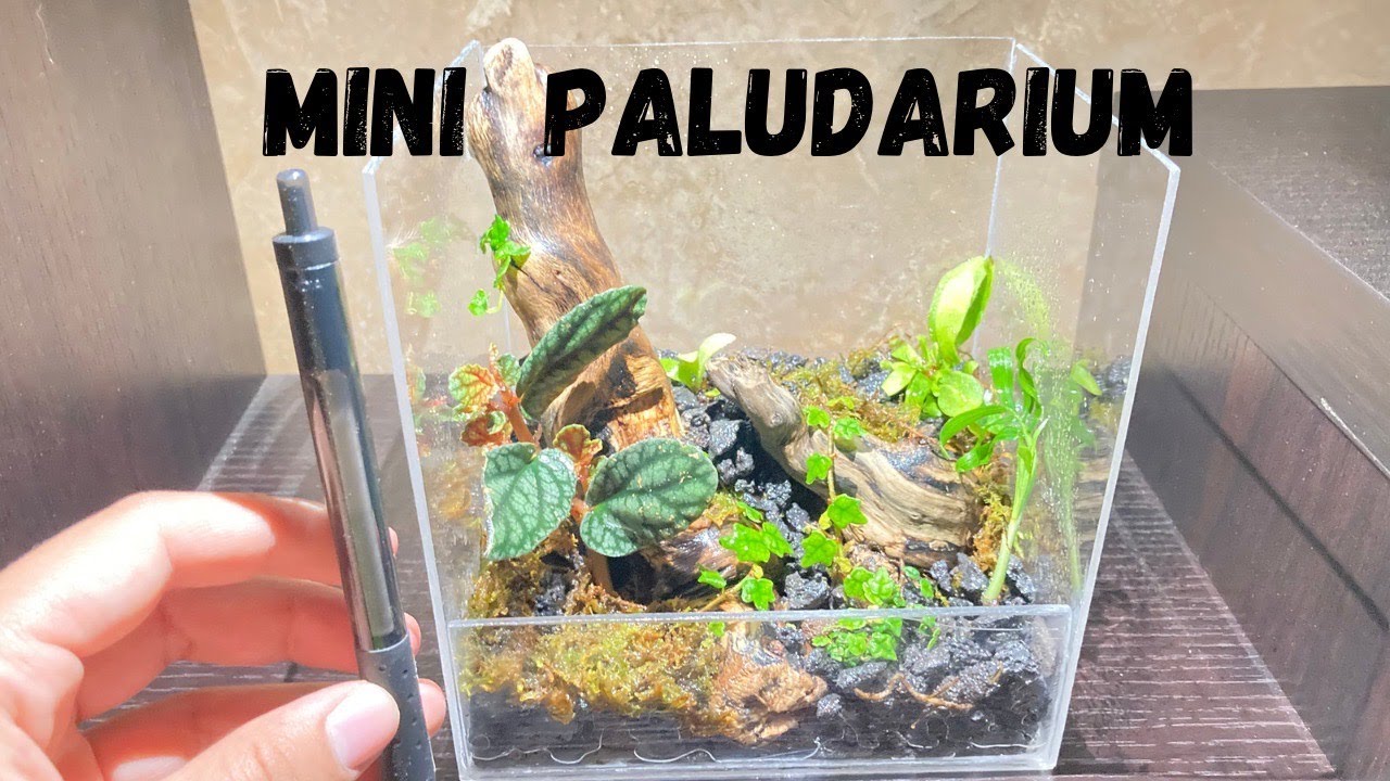 EASY Mini Paludarium Build