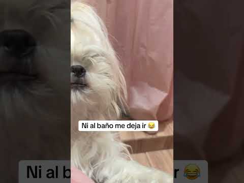 Lo que es tener un shith zu.       #humor  #shorts  #viralvideo