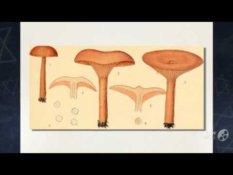 Cantharellus camphoratus - fungi kingdom