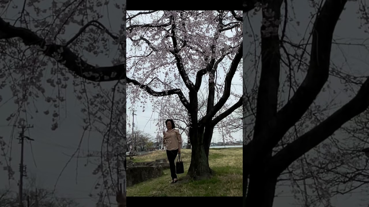 Spring flower in Japan🇯🇵"桜"Cherry Blossom 3-23-2026_by Eli Ventayen