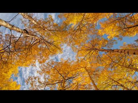 OFFICIAL Wah! EXTENDED MIX - Sky - Healing Visualisations