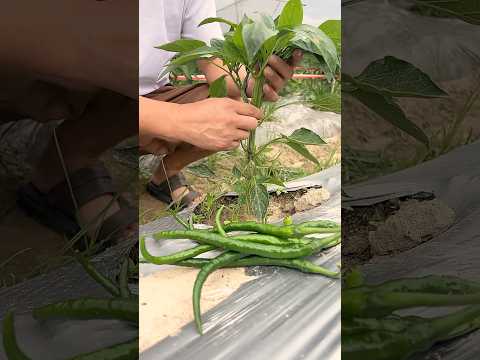 Pruning Peppers for Maximum Yield