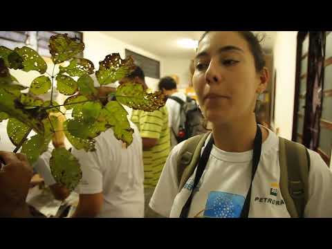 Identificação de Árvores do Cerrado em Cavalcante – curso prático de campo