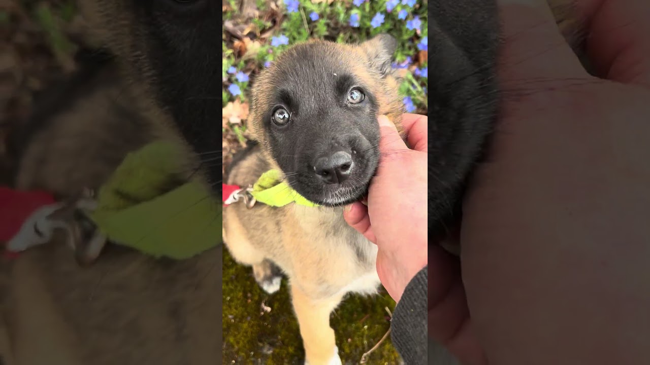 Enlarge Ozzy, an adopted mixed breed in Tigard, OR video 5/5