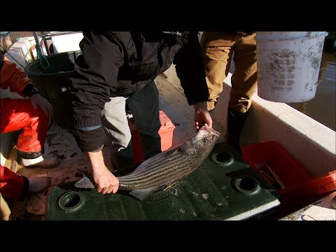 Cape Fear Fishery | North Carolina Now | Sci NC