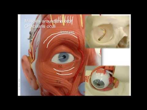 Anatomía de los músculos faciales - parte superior