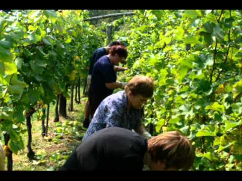 Kaj se je zgodilo v vinski kleti?