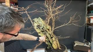 The Great Tanuki Bonsai Experiment