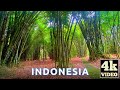 Stunning Walk Through A Bamboo Forest On Bali Indonesia 4k