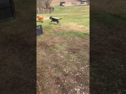 Trevor Joseph, an adoptable Golden Retriever & Terrier Mix in Danville, VA_image-1