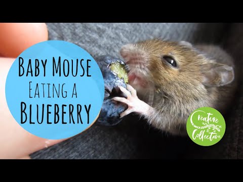 Cute Mouse Eating Blueberry | WEANING AN ORPHANED HAND REARED MOUSE | Creature Collective