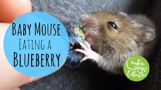 Cute Mouse Eating Blueberry | WEANING AN ORPHANED HAND REARED MOUSE | Creature Collective