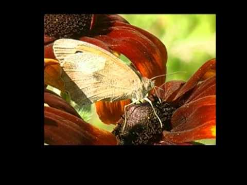 Ochsenauge auf Sonnenbraut